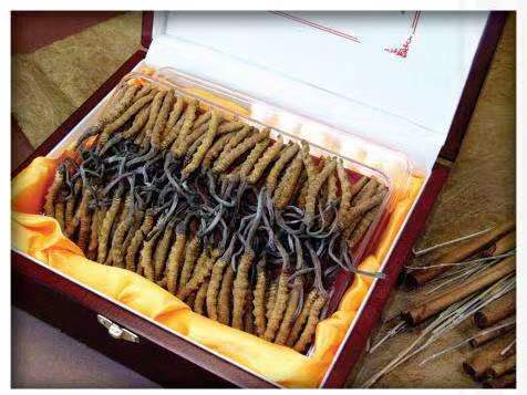 大方冬虫夏草回收